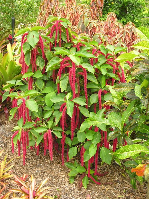 Acalypha hispida Acalyphahispida Chenille plant Redhot cat39stail
