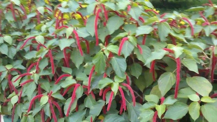 Acalypha hispida Fox Tail Red Hot Cat39s Tail Acalypha hispida Chenille plant