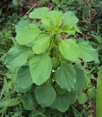 Acalypha indica Acalypha indica Useful Tropical Plants