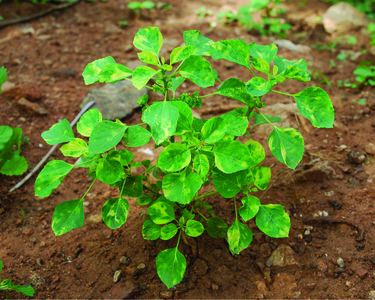 Acalypha indica Acalypha indica L Species India Biodiversity Portal