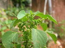 Acalypha indica httpsuploadwikimediaorgwikipediacommonsthu