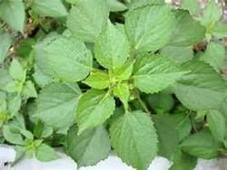 Acalypha indica Acalypha Indica Traders wholesalers and Buyers