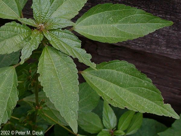 Acalypha rhomboidea Acalypha rhomboidea Threeseeded Mercury Minnesota Wildflowers