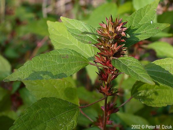 Acalypha rhomboidea Acalypha rhomboidea Threeseeded Mercury Minnesota Wildflowers