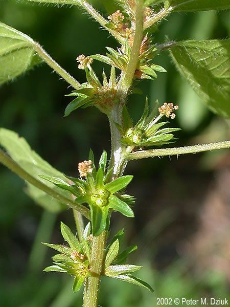 Acalypha rhomboidea wwwminnesotawildflowersinfoudatar9ndp23qpdac