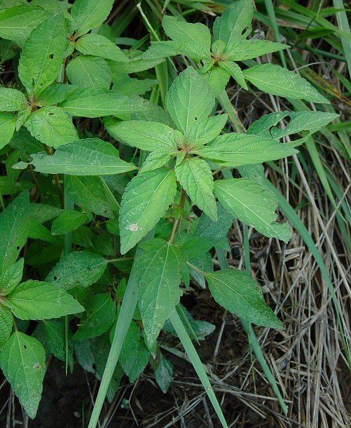 Acalypha rhomboidea Acalypha rhomboidea page