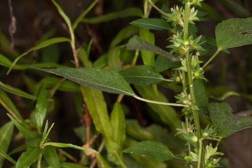 Acalypha rhomboidea Acalypha rhomboidea