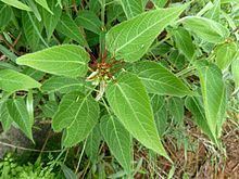 Acalypha villicaulis httpsuploadwikimediaorgwikipediacommonsthu