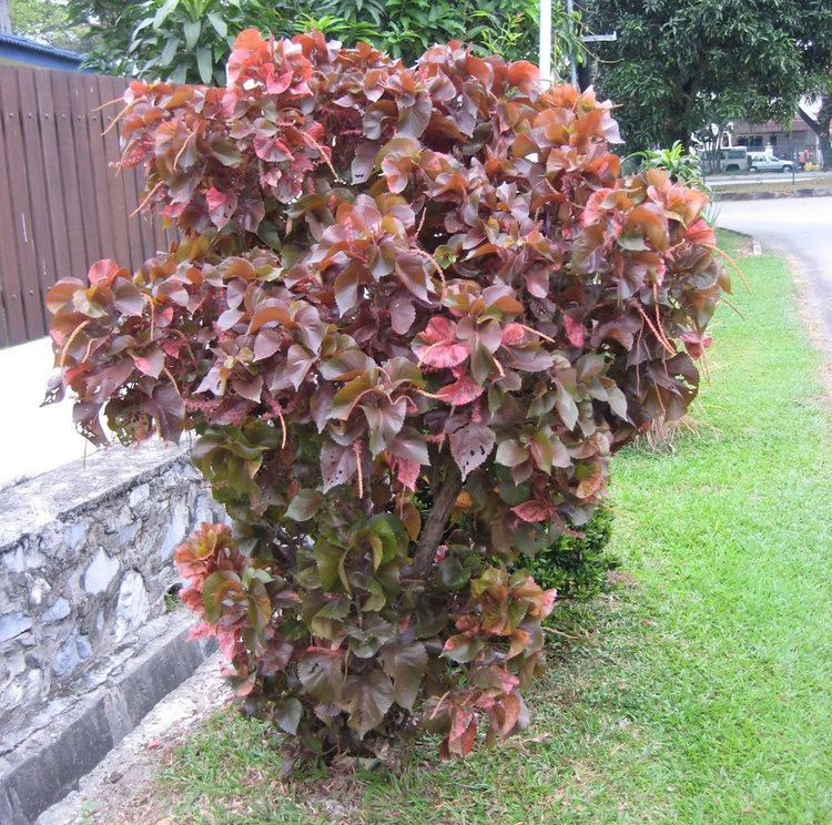 Acalypha wilkesiana Plants amp Flowers Acalypha wilkesiana Godseffiana