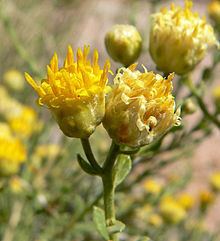 Acamptopappus sphaerocephalus httpsuploadwikimediaorgwikipediacommonsthu