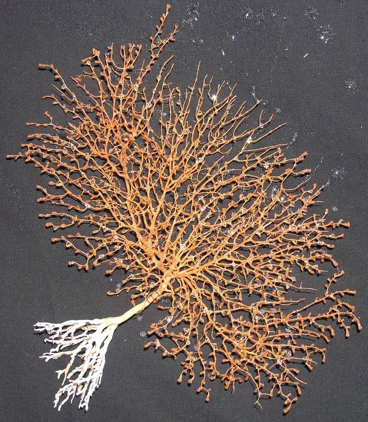 Acanella Taxonomy DeepSea Octocorals Online
