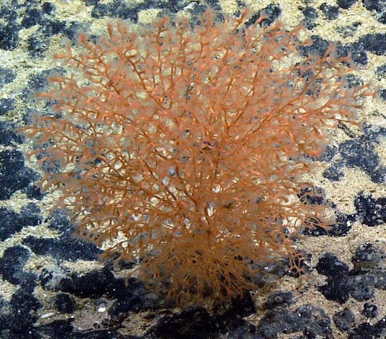 Acanella Taxonomy DeepSea Octocorals Online