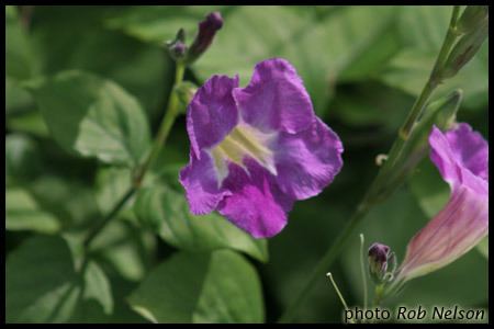 Acanthaceae Acanthaceae Plant Family Web Videos Descriptions Links
