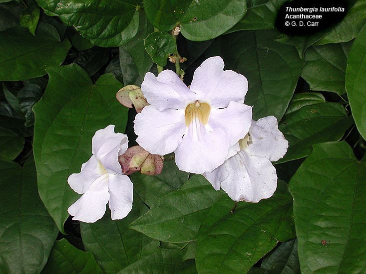 Acanthaceae Flowering Plant Families UH Botany