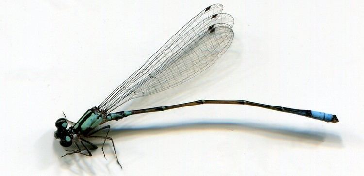 Acanthagrion Results All Odonata Search
