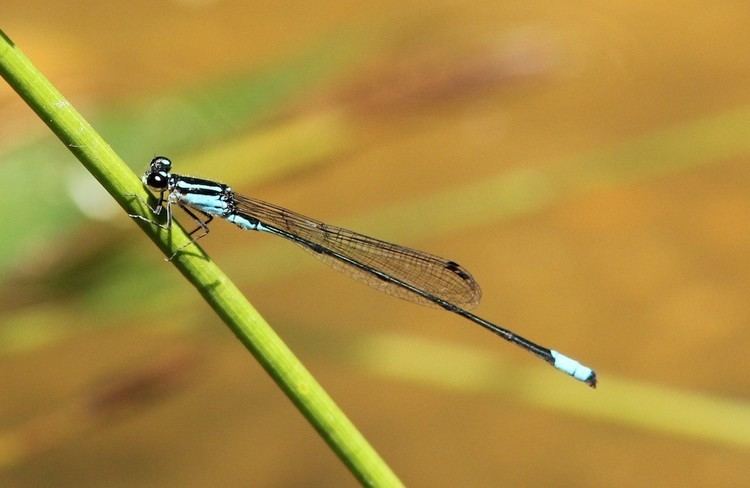 Acanthagrion Results All Odonata Search