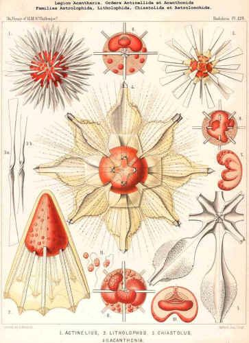 Acantharea palaeoscomeukaryarhizariaimagesAcanth1jpg