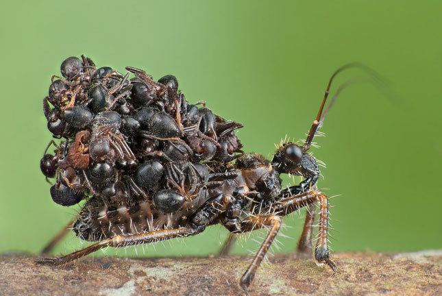 Acanthaspis petax ArthroPod Halloween Week39s Terrifying Insects Corpse wearing