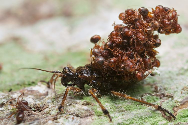 Acanthaspis petax Ant hunting reduviid bug Acanthaspis petax Found during Flickr