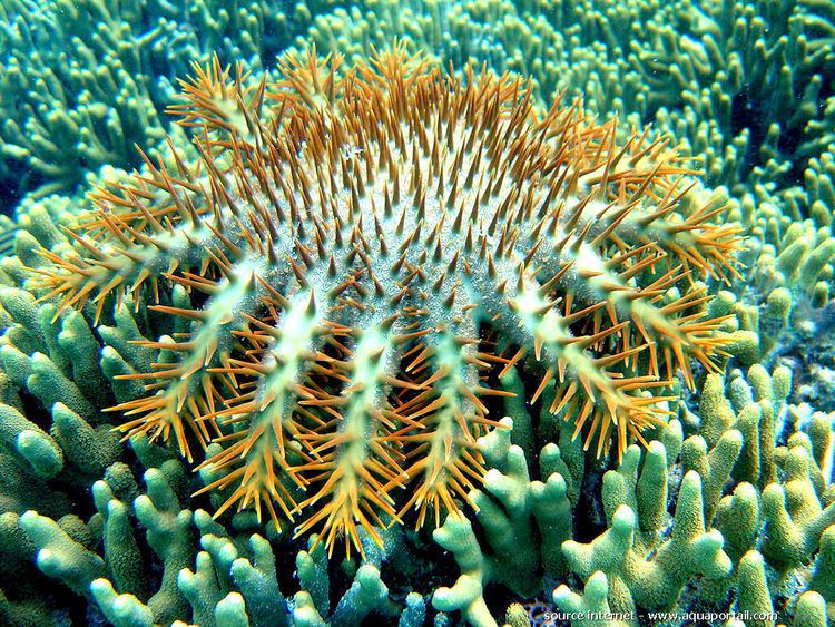 Acanthaster The CrownofThorns sea star Acanthaster planci The principle