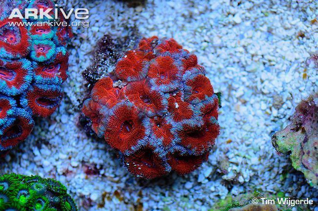 Acanthastrea Acanthastrea coral videos photos and facts Acanthastrea