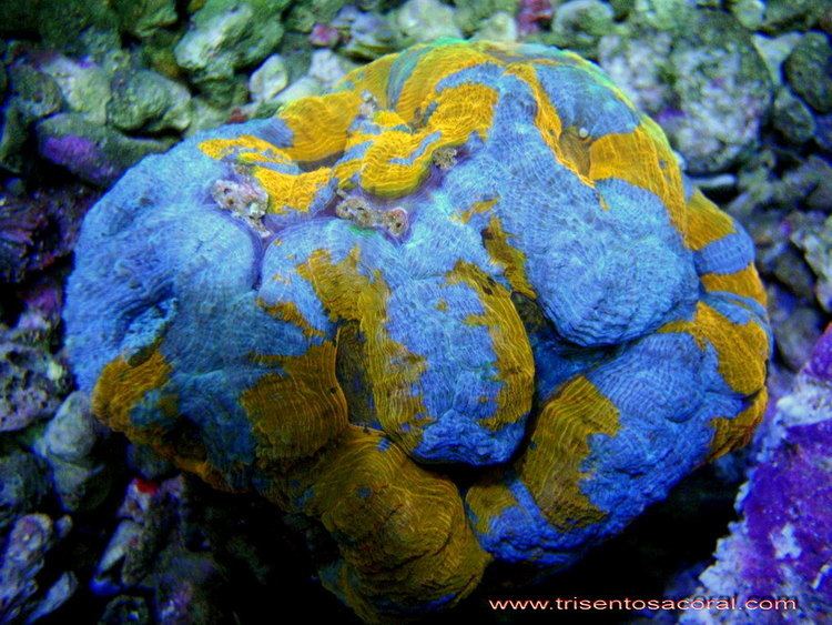 Acanthastrea bowerbanki Hardcoral lt Our collection Trisentosacoralcom