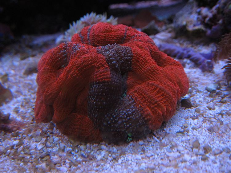 Acanthastrea bowerbanki Acanthastrea Bowerbanki