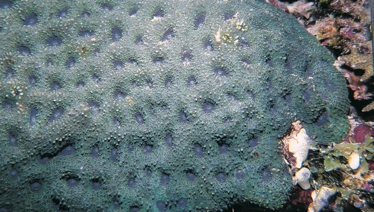Acanthastrea echinata Acanthastrea echinata Corals of the World Photos maps and
