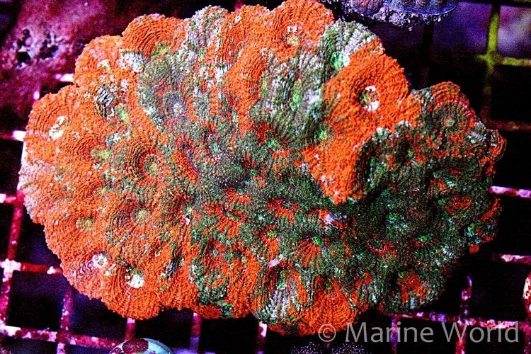 Acanthastrea echinata Acan Brain Coral Acanthastrea echinata MarineWorld