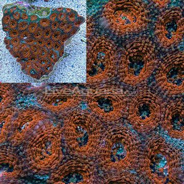 Acanthastrea echinata Saltwater Aquarium Corals for Marine Reef Aquariums Acan Brain
