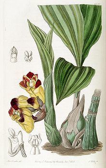 Acanthephippium bicolor httpsuploadwikimediaorgwikipediacommonsthu
