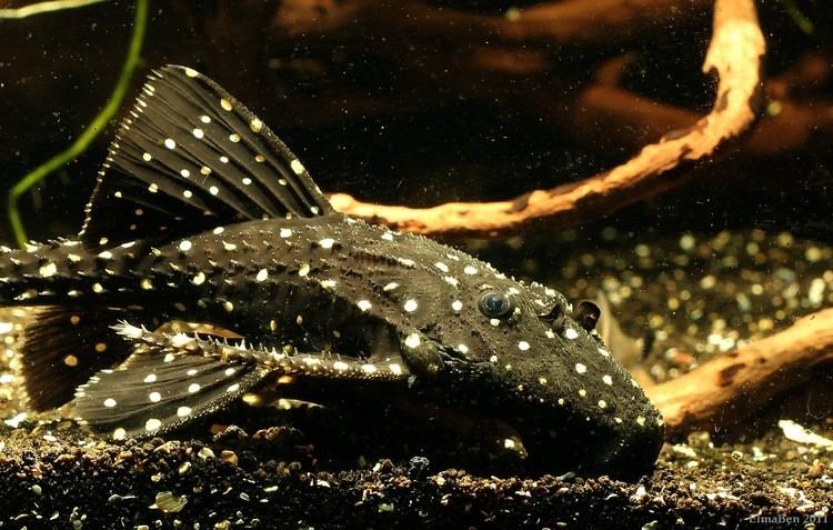 Acanthicus Acanthicus adonis Polka Dot Lyre Tail Pleco Seriously Fish