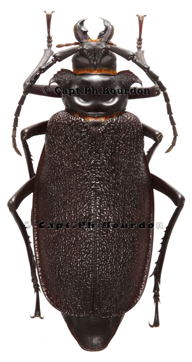 In a white background With a watermarks of Capt.Ph.Bourdon at the top and middle, Acanthinodera Cumingii is an insect beetle that has shiny dark brown wing case, a long antenna, with six legs tipped with large claws, a thick mandible, and short palps.
