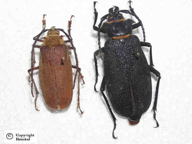 Two preserved beetles pinned on a white paper, On the left, a female Acanthinodera Cumingii is an insect beetle that has shiny dark brown wing case, a long antenna, with six legs tipped with large claws, a thick mandible, and short palps. At the right is a male, Acanthinodera Cumingii is an insect beetle that has a yellow hairy head and hairy dark brown wing case, a long antenna, with six legs tipped with large claws, a thick mandible, and short palps.