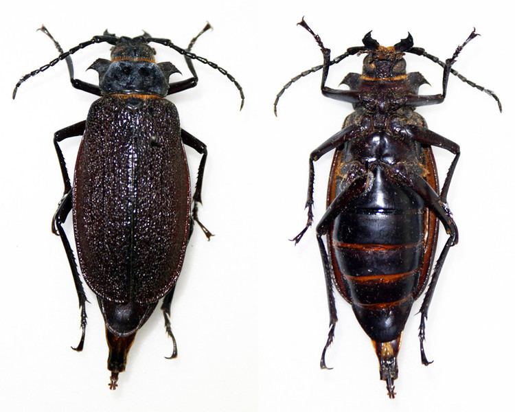 In a white background, from left, a female Acanthinodera Cumingii is an insect beetle that has shiny dark brown wing case with a pointed abdomen, a long antenna, with six legs tipped with large claws, a thick mandible, and short palps. At the right a female Acanthinodera Cumingii is an insect beetle that has shiny dark brown pointed abdomen, a long antenna, with six legs tipped with large claws, a thick mandible, and short palps.