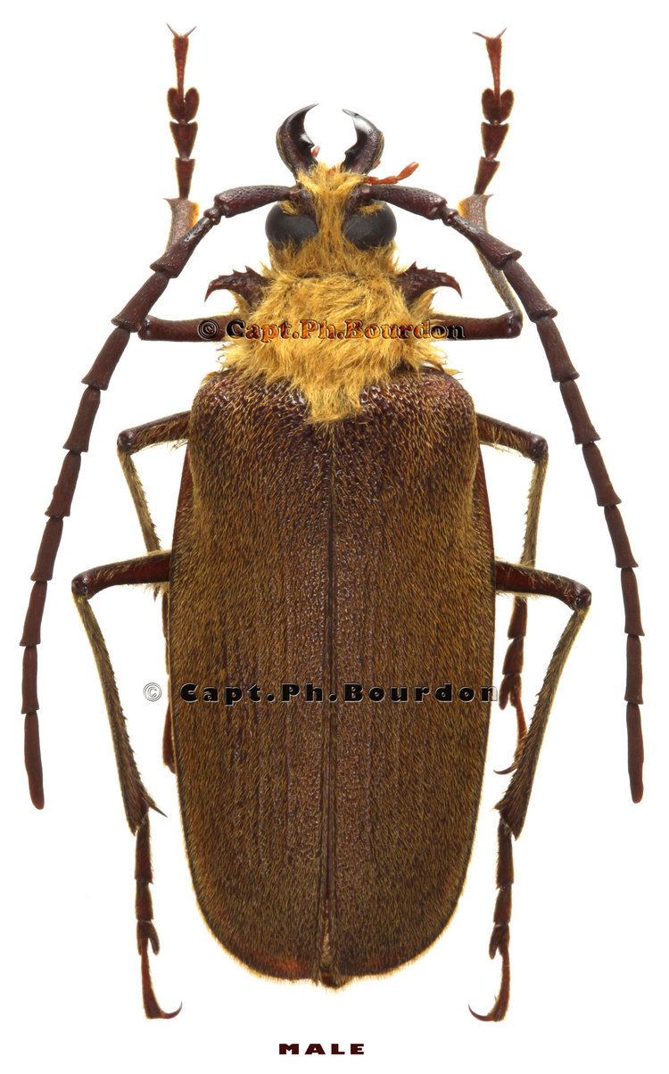 In a white background With a watermarks of Capt.Ph.Bourdon at the top and middle, Acanthinodera Cumingii is an insect beetle that has a yellow hairy head and hairy dark brown wing case, a long antenna, with six legs tipped with large claws, a thick mandible, and short palps. At the bottom is a word “male”