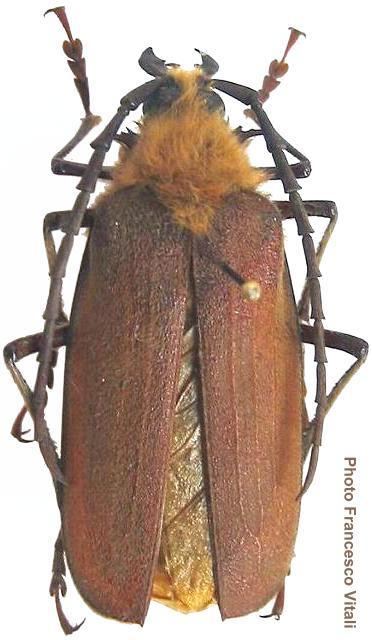 A preserved beetle pinned on a white paper, Acanthinodera Cumingii is an insect beetle that has a yellow hairy head and hairy dark brown wing case, a long antenna, with six legs tipped with large claws, a thick mandible, and short palps. At the right bottom is a word written “Photo Francesco Vitali”