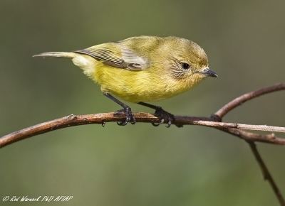 Acanthiza Rod Warnock Australian Bird amp Wildlife Photography Category Other