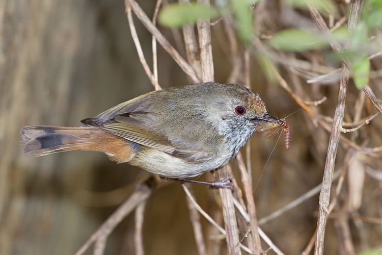 Acanthiza Brown Thornbill Acanthiza pusilla Hotspot Birding