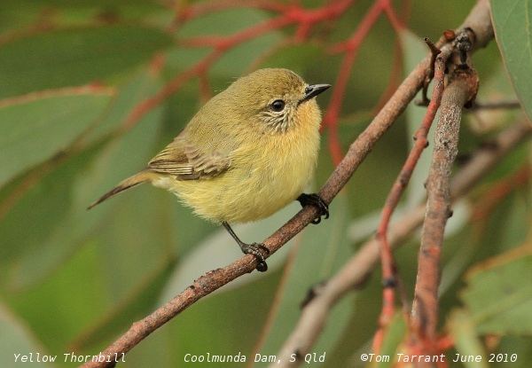 Acanthiza Yellow Thornbill Acanthiza nana Photographed at Coolmund Flickr