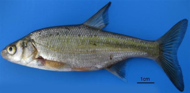 Acanthobrama fishbaseorgimagesspeciesAcmaru2jpg