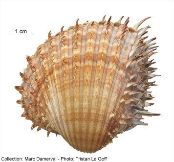 Acanthocardia aculeata Faune algue Bivalves Acanthocardia aculeata Linne 1758 Atlantique