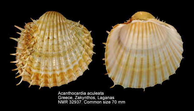 Acanthocardia aculeata HomeNATURAL HISTORY MUSEUM ROTTERDAM Mollusca Bivalvia