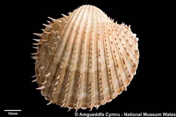 Acanthocardia aculeata Acanthocardia aculeata Linnaeus 1758 Marine Bivalve Shells of