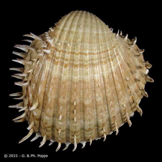 Acanthocardia aculeata CARDIIDAE Acanthocardia aculeata ID798887 Shell Detail