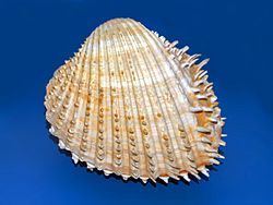 Acanthocardia aculeata httpsuploadwikimediaorgwikipediacommonsthu