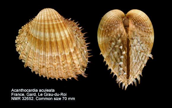 Acanthocardia aculeata HomeNATURAL HISTORY MUSEUM ROTTERDAM Mollusca Bivalvia