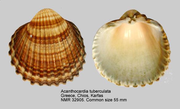 Acanthocardia tuberculata HomeNATURAL HISTORY MUSEUM ROTTERDAM Mollusca Bivalvia