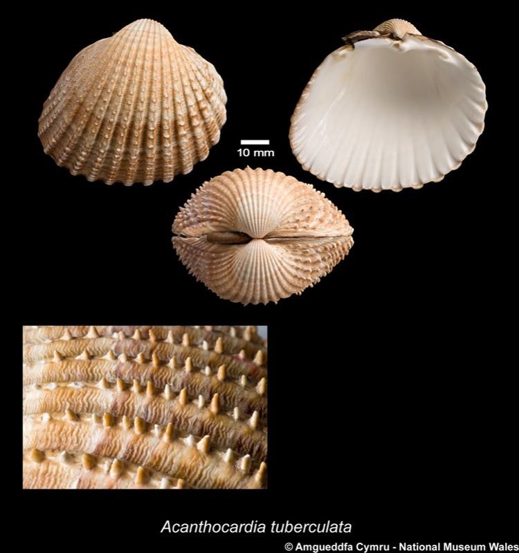 Acanthocardia tuberculata Acanthocardia tuberculata Linnaeus 1758 Marine Bivalve Shells