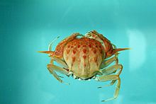 Acanthocarpus (crab) httpsuploadwikimediaorgwikipediacommonsthu